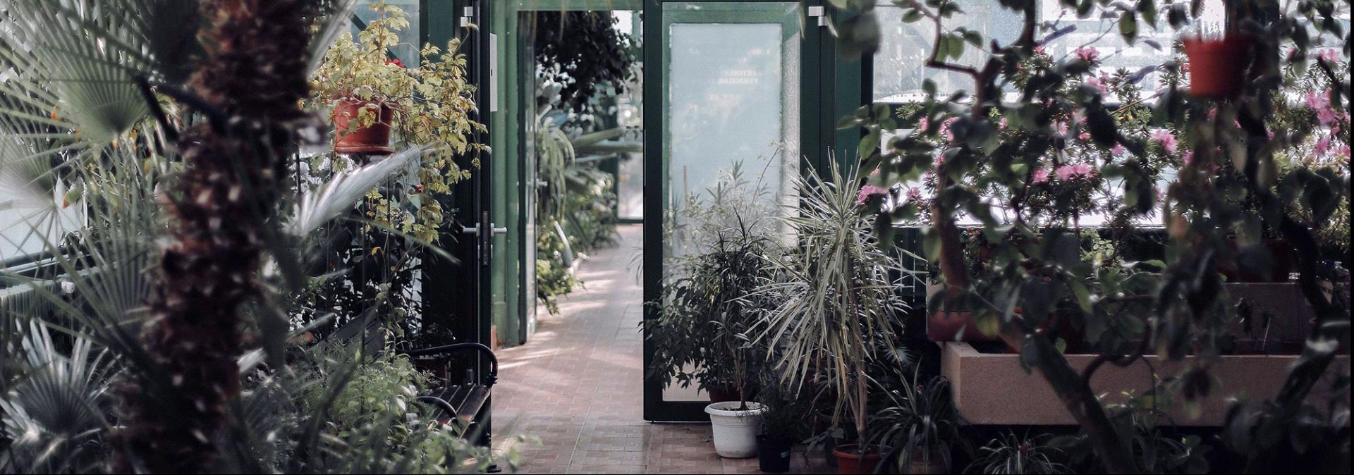 Piante da caffè e altre piantagioni in casa