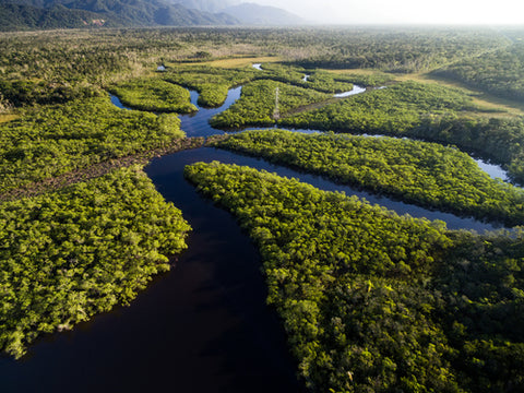 Jungle de la forêt amazonienne