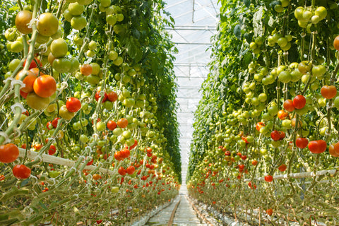 Gärtnerei, die Tomaten anbaut