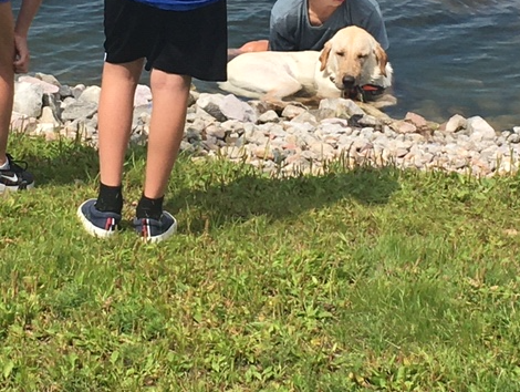 A dog crouched in a lake as his family tries to calm it.