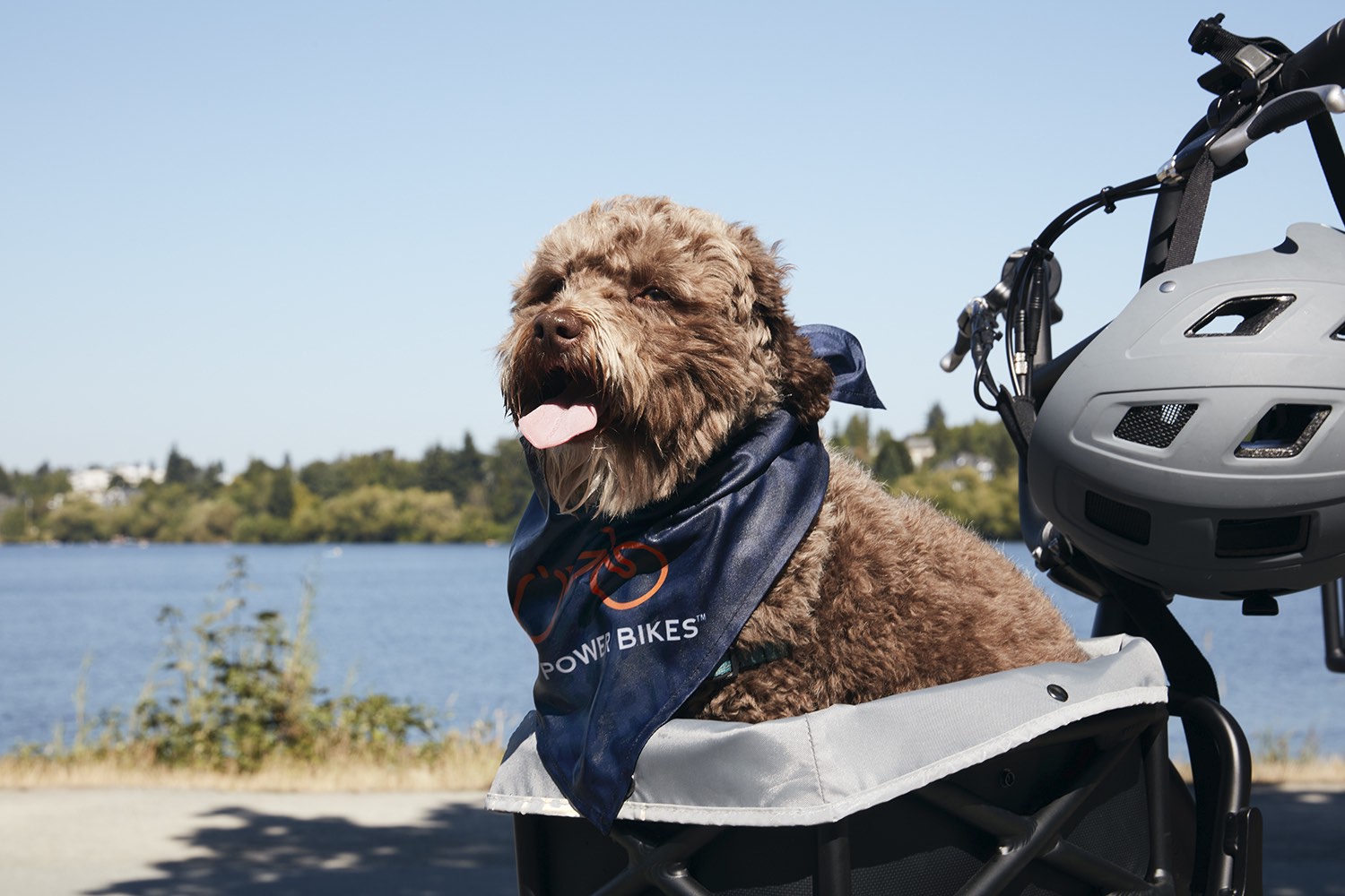 A close-up of a small brown dog with its tongue out. It's sitting in a basket of an electric bike on a spring day by a lake.