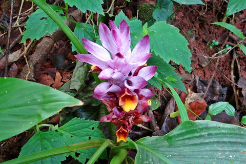 Wild Turmeric/ Kasturi Turmeric / Kasturi Manjal Plant and flower