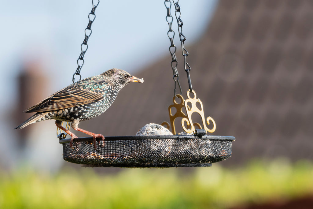 Speckled bird perched on a hanging bird feeder, holding a morsel in its beak, with a blurred background of a house and greenery.