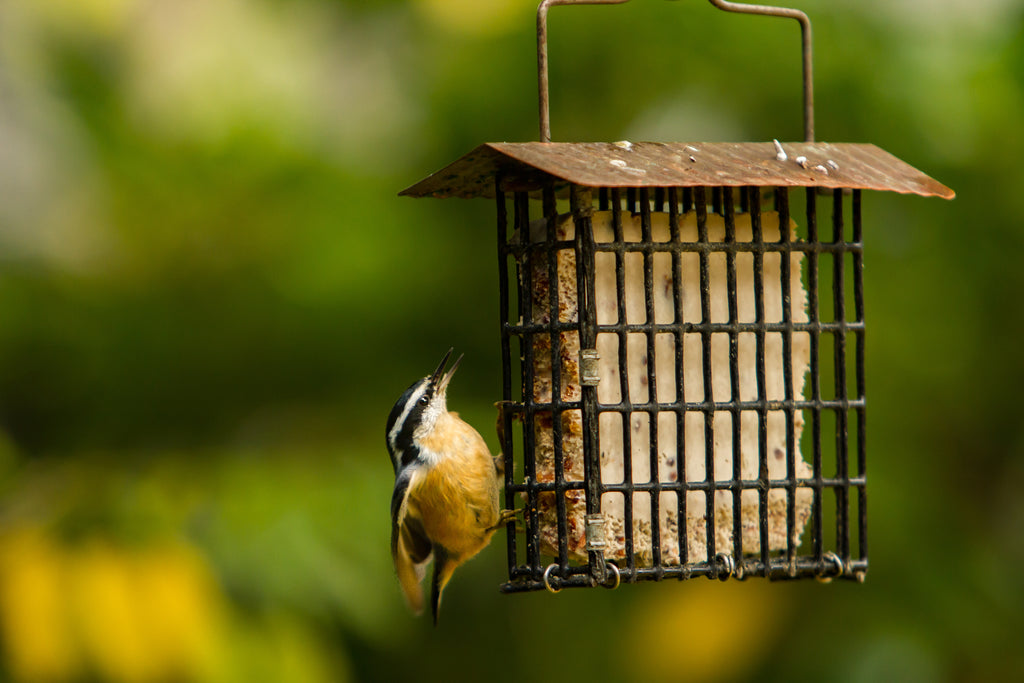 Small bird with yellow and black markings hanging on a rusty metal bird feeder, looking up, with a blurred green and yellow background.