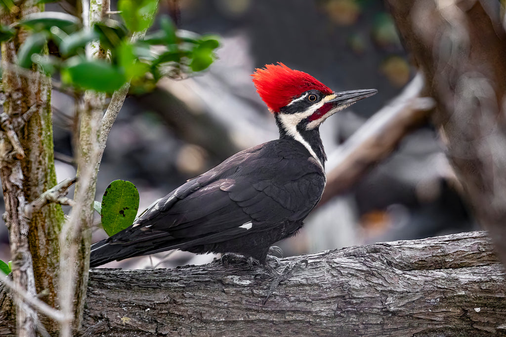 Striking woodpecker with a vivid red and detailed black and white markings perched on a textured tree branch, surrounded by soft-focus greenery and natural elements.