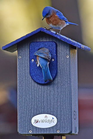 Vibrant blue bird perched on top of a dark gray birdhouse with a blue roof, while another blue bird peeks out of a blue entrance on the front. The birdhouse has a 'JC's Wildlife' logo at the bottom.