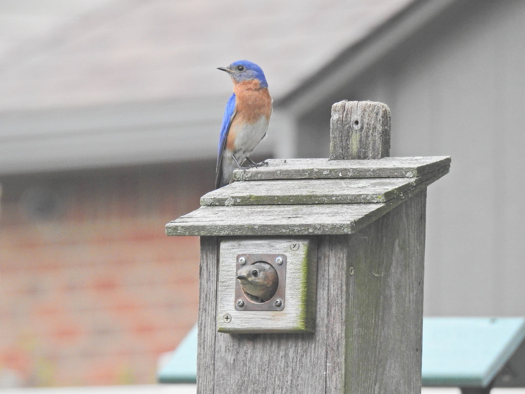 A blue and orange bird perched atop a weathered wooden birdhouse with an entrance hole, set against the backdrop of a brick building and roof.