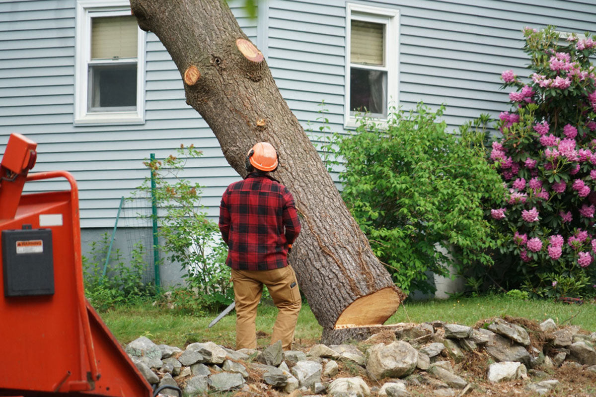 Tree-Removal-At-House