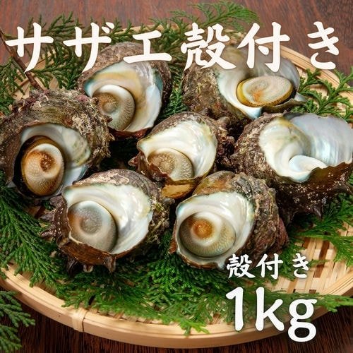 豊洲市場直卸海鮮通販サザエ殻付き1kg