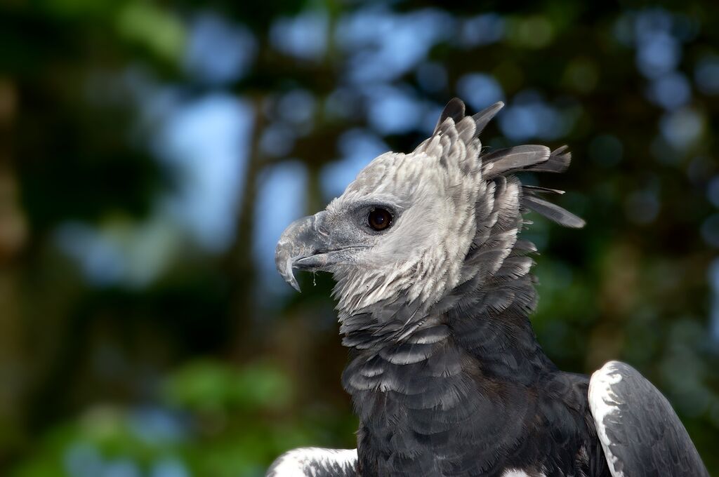 Darien National Park - Harpy Eagle.jpg__PID:d12d76e8-09e5-43f8-ae32-a1ca03ae9588
