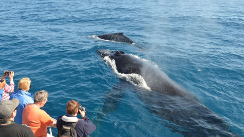 group of people whale watching
