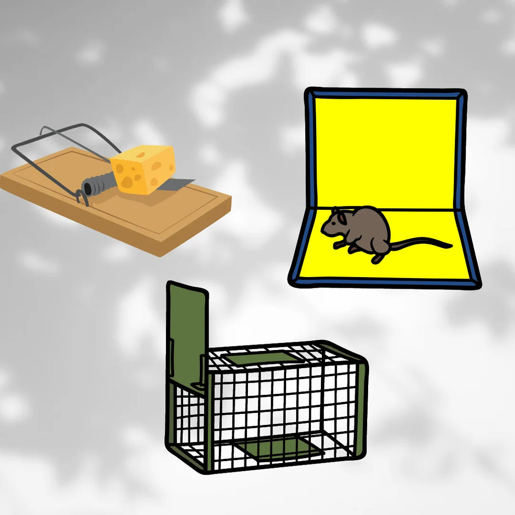 The Role of Mouse Traps in Rat Control