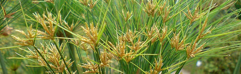 Cyperus Papyrus