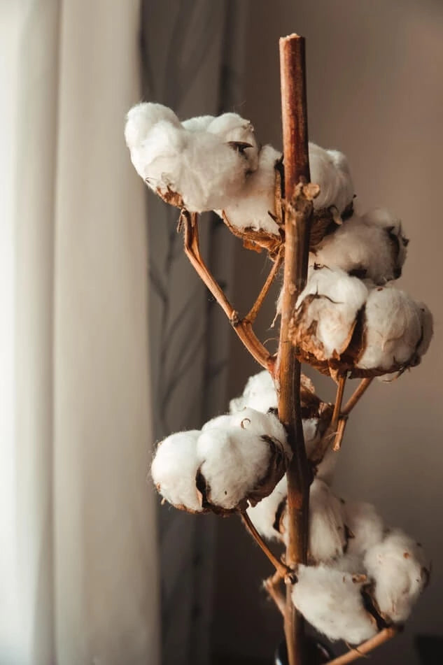 Culture du Coton Bio VS Coton Traditionnel : un moindre mal ?