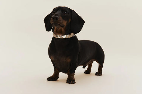 slinky dachshund dog wearing personalised dog collar by Stray-ed