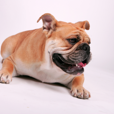 dog that looks like a loaf of bread