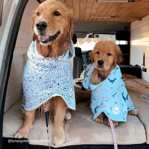golden retrievers in stylish hound bath robes