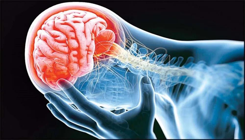 efectos del té en el cerebro y el sistema nervioso