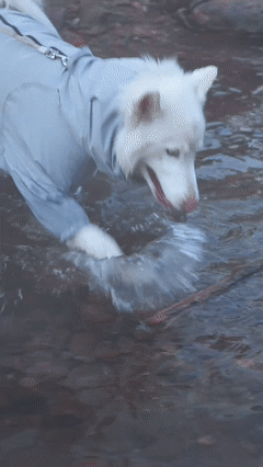 Siberian Husky wear PETT2go outdoor jacket #PETT2GOAdventure