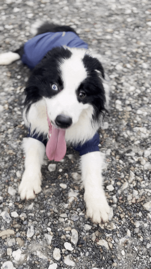 Border Collie-@shanghai