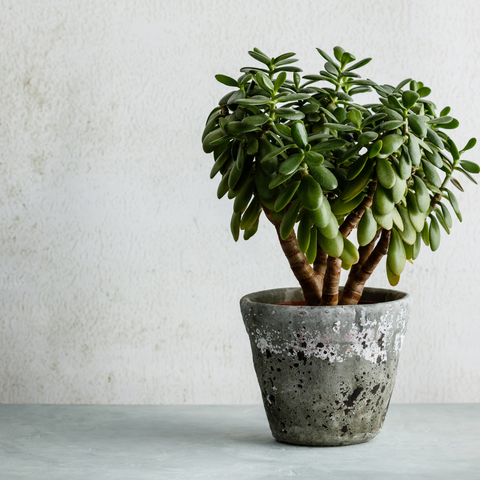 Jade Indoor Plant in a Pot
