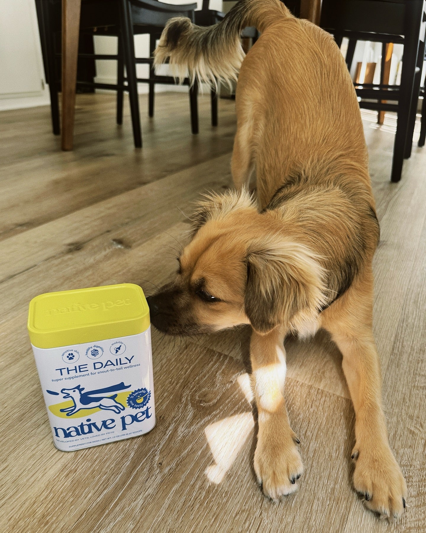 A brown dog sniffs a container of Native Pet supplements on the floor.