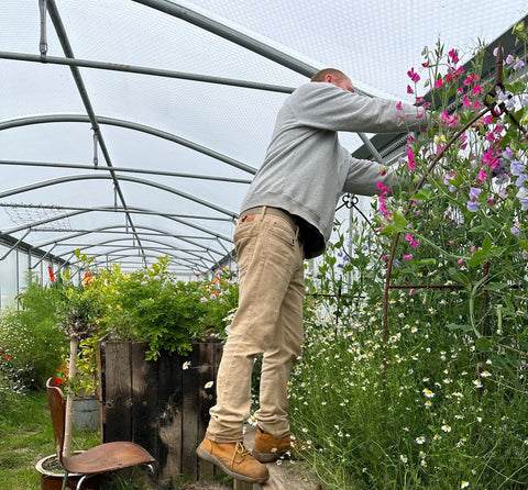 Matt picking sweet peas in the greenhouse