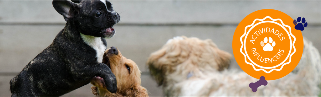 perritos jugando