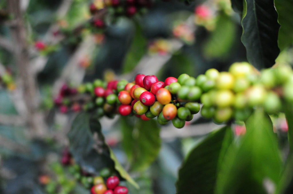 Coffee Cherry