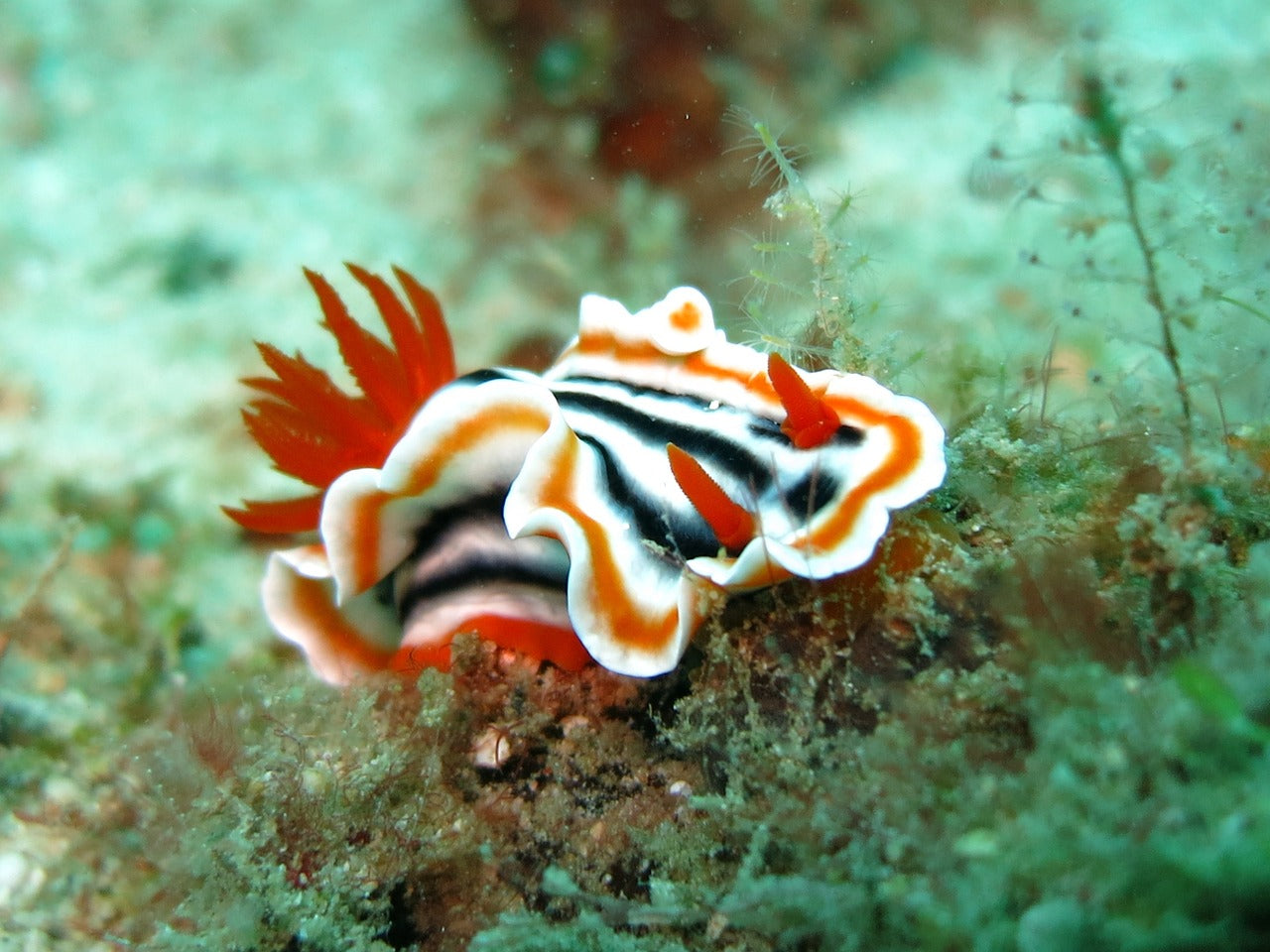 Sea slug