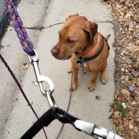 Image of the human end of the dog leash connected to the heavy duty hands free wait belt, with dog sitting in the background