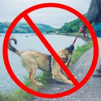 German shepherd dog pulling and chewing on red handheld leash, image has a red "ban" sign overlay.