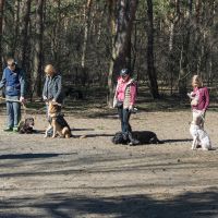 Line of humans and their dogs while working with a dog trainer.
