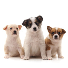three mixed breed puppies on a white background highlighting that this list of equipment is for puppies.