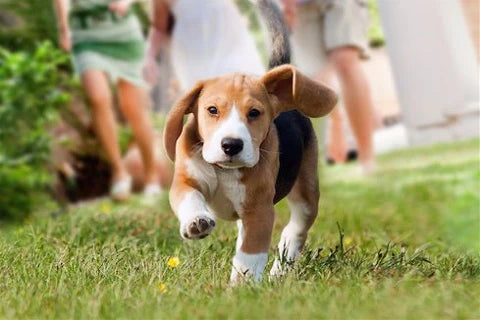 3 steps to train a fearful dog to be more confident - beagle puppy