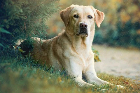 7 of the world's most effective military dog breeds - labrador