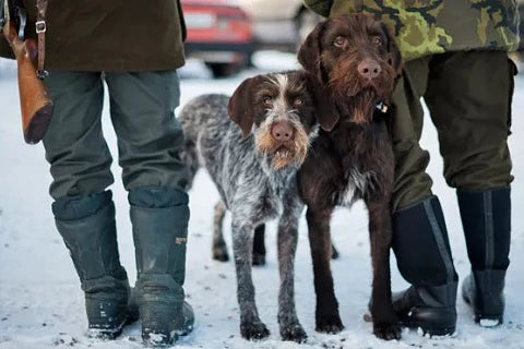 All you need to know about hunting dogs origins, breeds, types of hunting, training and health - hunters