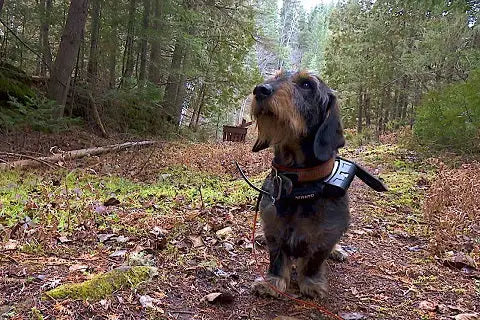 Everything you need to know about hunting blood tracking dogs - Dachshund