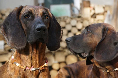 Everything you need to know about hunting blood tracking dogs - training