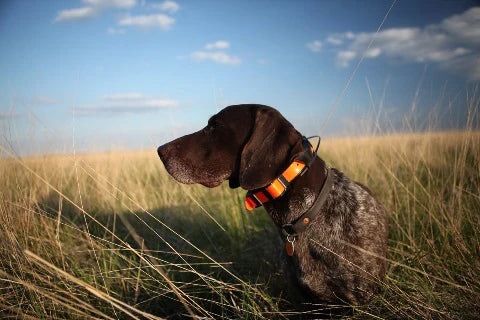 Garmin GPS collars Reviews of Recent and Older Models - locate