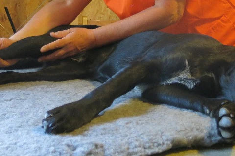 The RELAX command to calm your dog in just 15 seconds - confidence relaxation