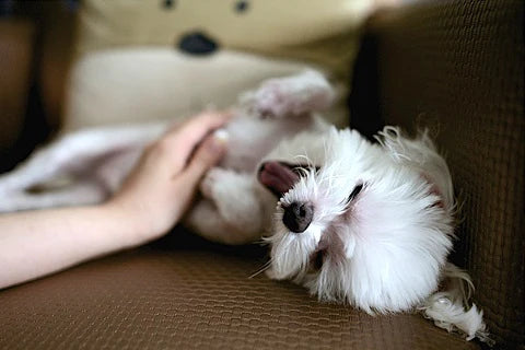 The RELAX command to calm your dog in just 15 seconds - prone position