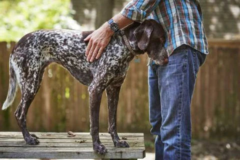 The RELAX command to calm your dog in just 15 seconds - standing position