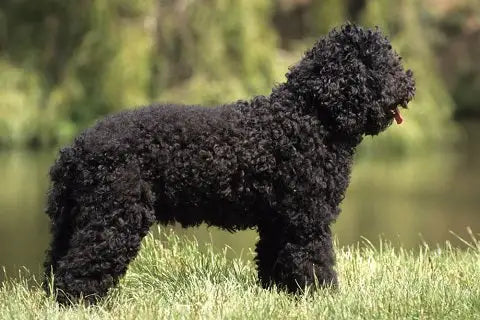 Top 20 French dog breeds Discover our canine companions of French origin - Barbet