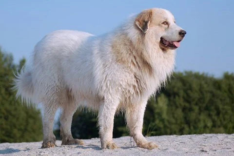 Top 20 French dog breeds Discover our canine companions of French origin - Chien de montagne des Pyrenees