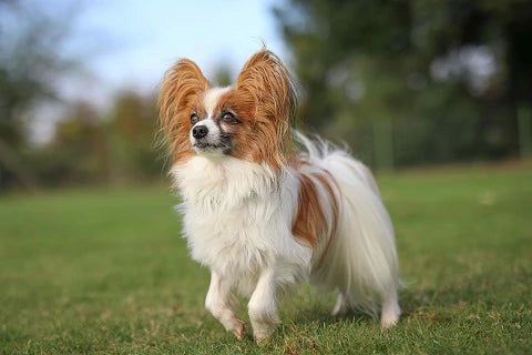 Top 20 French dog breeds Discover our canine companions of French origin - Epagneul nain continental papillon