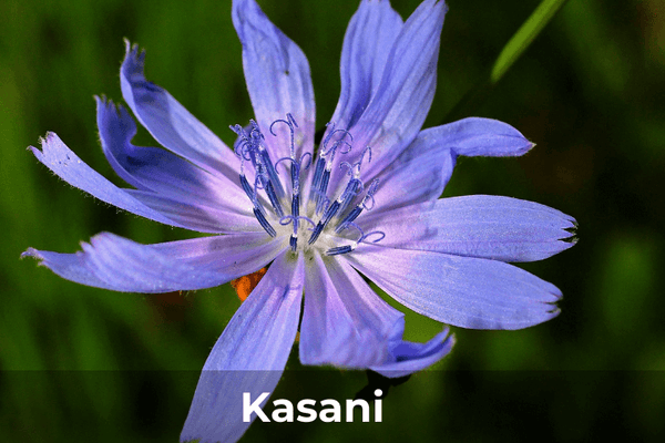 Kasani (Chicory) | Fur Ball Story