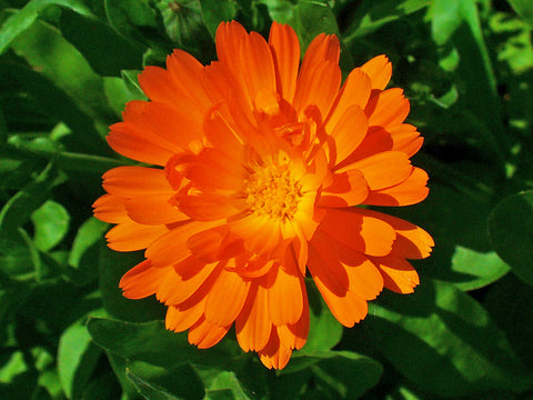 Calendula (Calendula officinalis) 