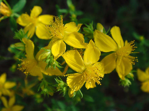 St. John’s Wort (Hypericum perforatum) 