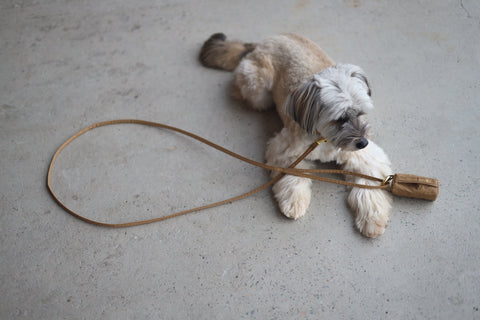 reflekterande hundhalsband och koppel